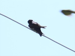 Pygochelidon cyanoleuca patagonica