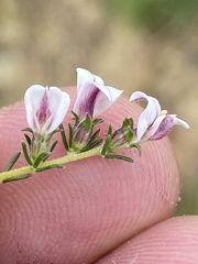 Aspalathus submissa