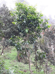 Dendropanax arboreus