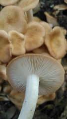 Desarmillaria tabescens image