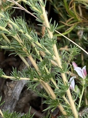 Aspalathus submissa