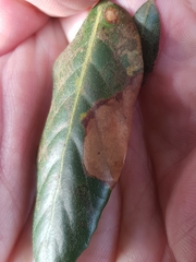 Phyllonorycter messaniella