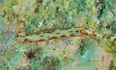 Hypselodoris maculosa