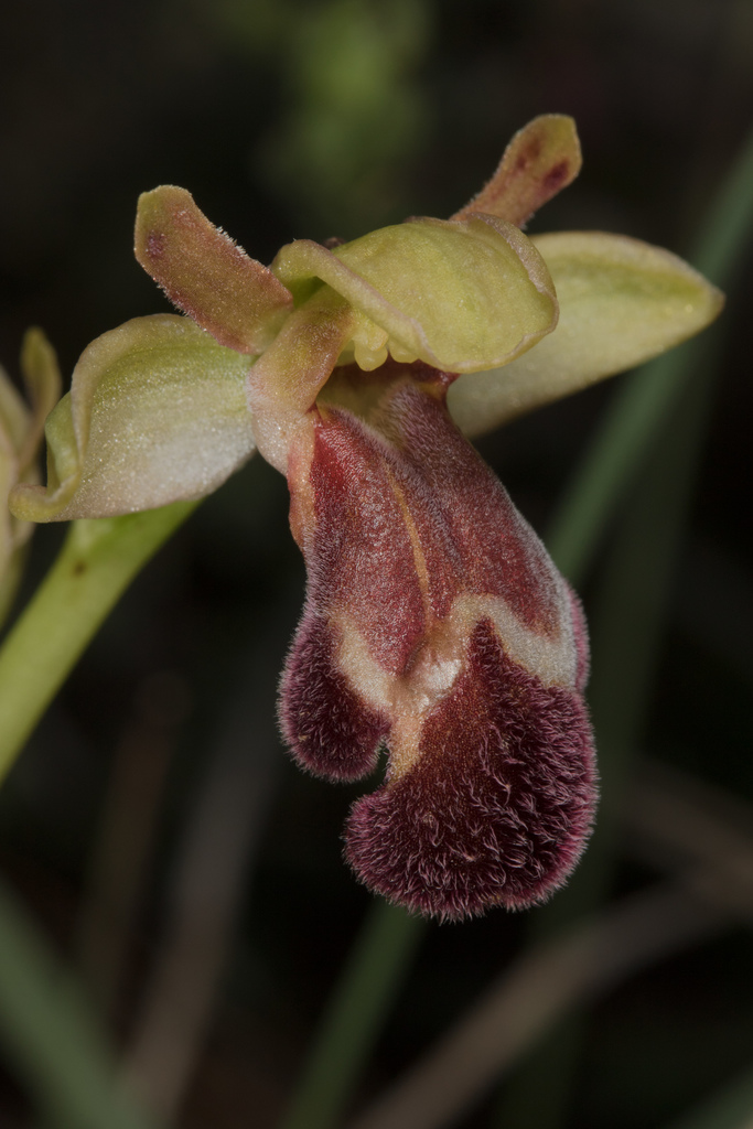 Sitia Bee Orchid