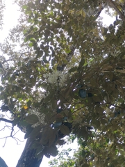 Cordia alliodora