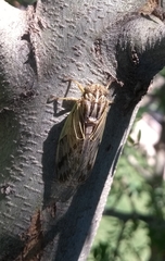 Tympanoterpes elegans