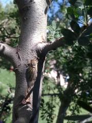 Tympanoterpes elegans