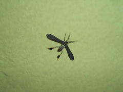 Horama panthalon texana