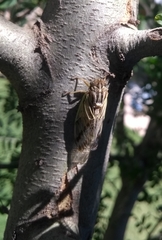 Tympanoterpes elegans