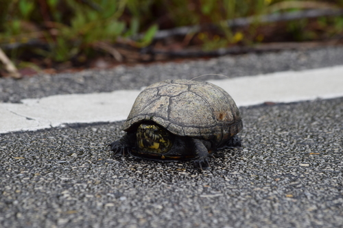 Striped Mud Turtle