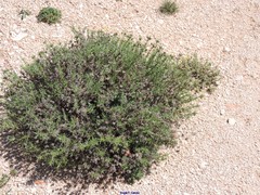 Plantago sempervirens