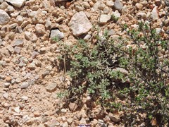 Helianthemum asperum