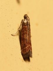 Varneria atrifasciella