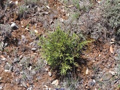 Juniperus phoenicea