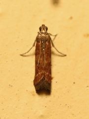 Varneria atrifasciella