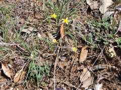 Jacobaea minuta