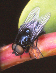 Australophyra rostrata