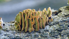 Asterocampa celtis celtis