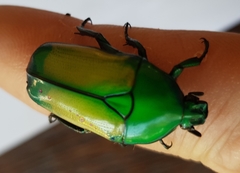 Chlorocala africana subsuturalis