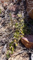 Blepharis integrifolia