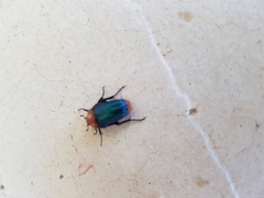 Leucocelis haemorrhoidalis