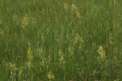 Thalictrum simplex galioides