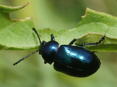 Chrysochus asclepiadeus