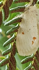 Euproctis haemodetes