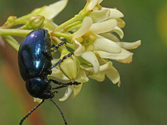 Chrysochus asclepiadeus