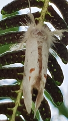 Euproctis haemodetes