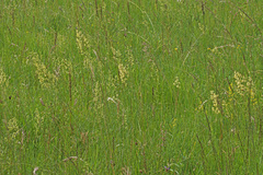 Thalictrum simplex galioides