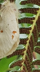 Euproctis haemodetes