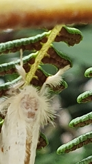 Euproctis haemodetes