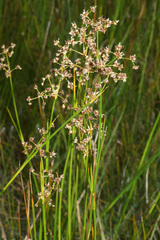 Juncus subnodulosus
