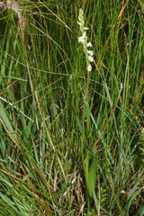 Spiranthes aestivalis
