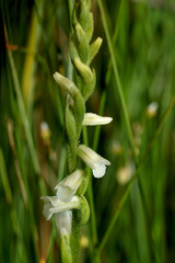 Spiranthes aestivalis