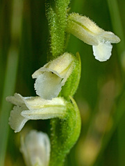 Spiranthes aestivalis