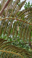 Euproctis haemodetes