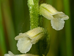 Spiranthes aestivalis