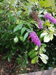 Vanessa atalanta