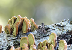 Asterocampa celtis celtis