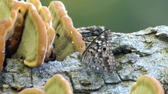 Asterocampa celtis celtis