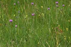 Cirsium tuberosum