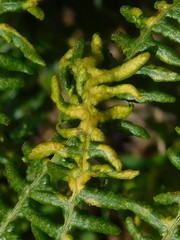 Eriophyes quadrifidus