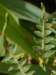 Eriophyes quadrifidus