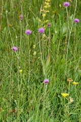 Cirsium tuberosum