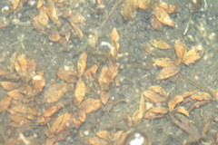 Potamogeton coloratus