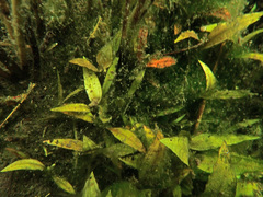 Potamogeton coloratus