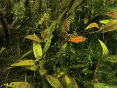 Potamogeton coloratus