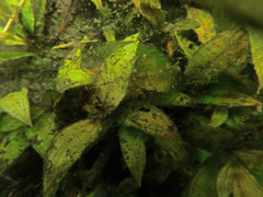 Potamogeton coloratus
